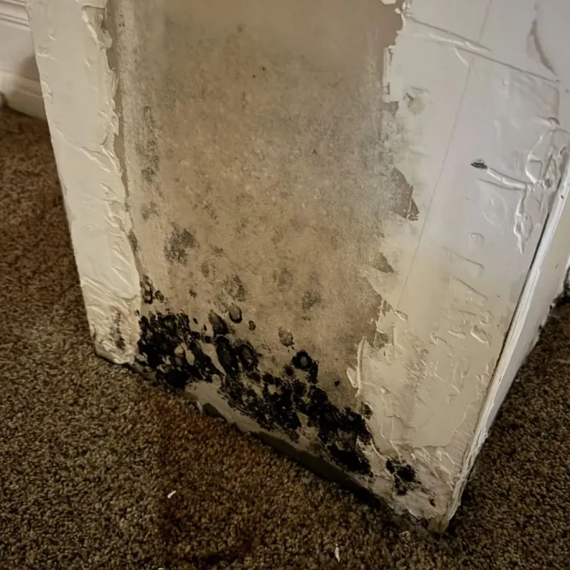 Professional Mold Removal in Booneville, AR
